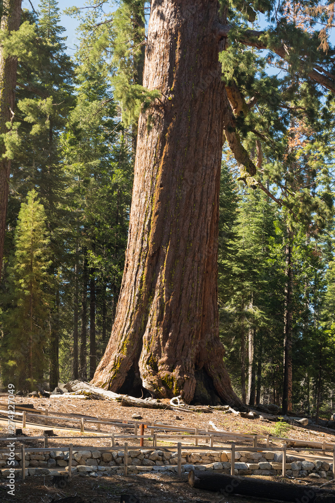 Giant Sequoias Forest. Sequoia National Park in California Sierra Nevada Mountains, United States. Classic view of famous giant sequoia trees, also known as giant redwoods or Sierra redwoods Giant Sequoias Forest. Sequoia National Park in California Sierra Nevada Mountains, United States. Classic view of famous giant sequoia trees, also known as giant redwoods or Sierra redwoods