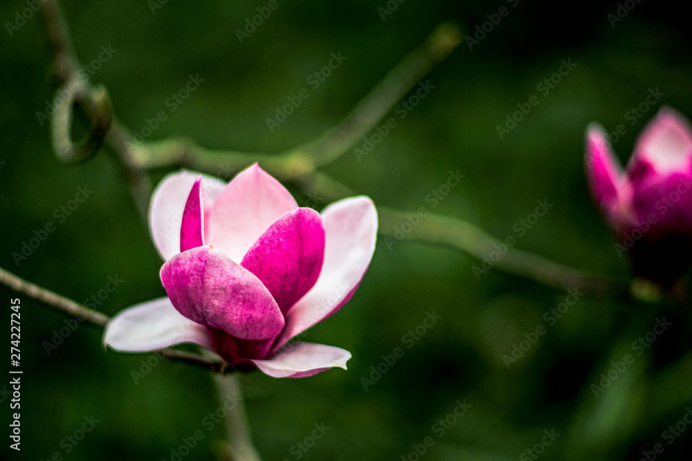 Spring Easter background with beautiful pink magnolia