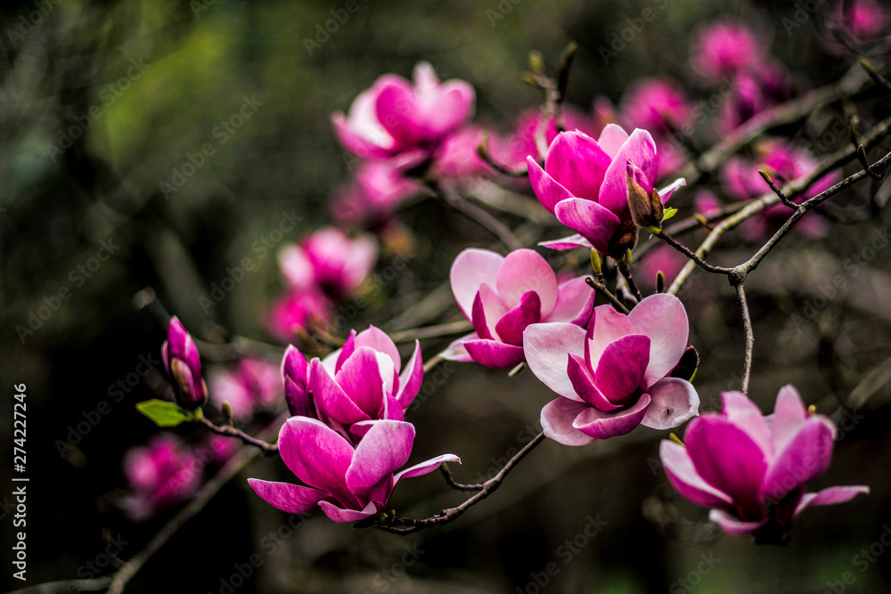 Spring Easter background with beautiful pink magnolia Spring Easter background with beautiful pink magnolia