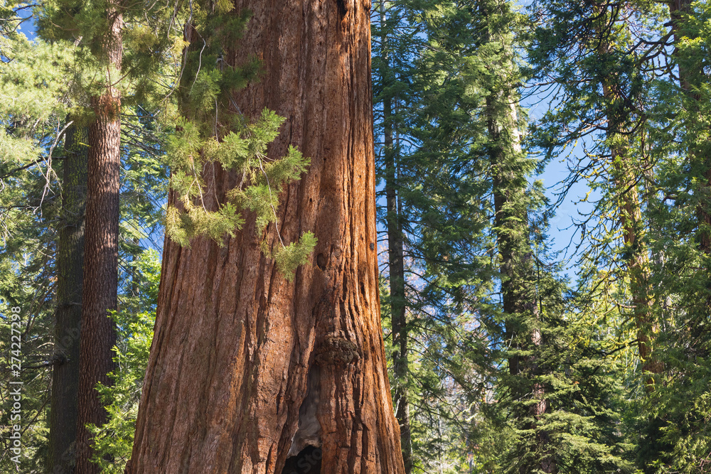 Fototapeta premium Giant Sequoias Forest. Sequoia National Park in California Sierra Nevada Mountains, United States. Classic view of famous giant sequoia trees, also known as giant redwoods or Sierra redwoods