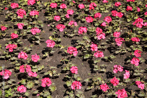 Pink pelargonium planted in a flower bed.