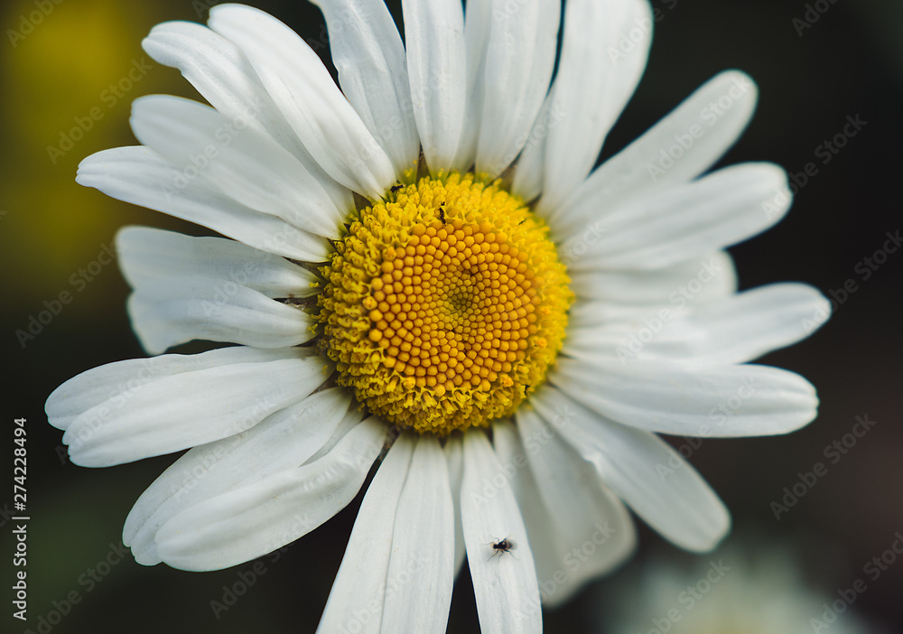 daisy flower with white petals and fly, macro daisy flower with white petals and fly, macro