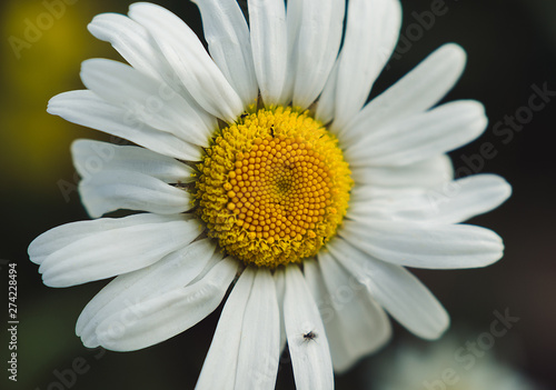 daisy flower with white petals and fly  macro