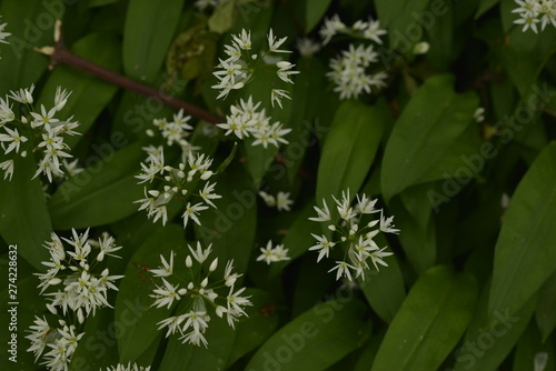 Star-shaped flowers