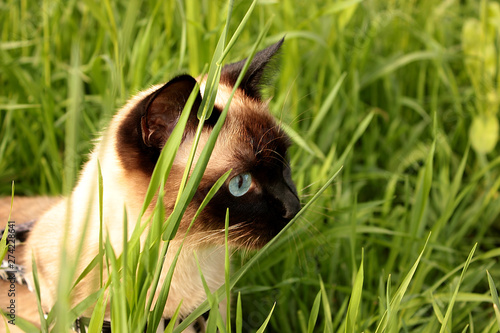 siamese cat is hunting in the grass