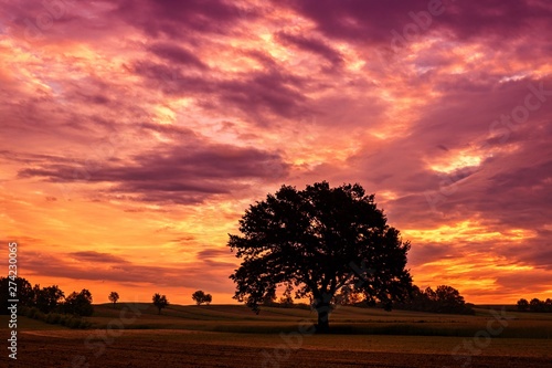 Piękne rozłożyste drzewo na tle pupurowego nieba z chmurami o zachodzie słońca