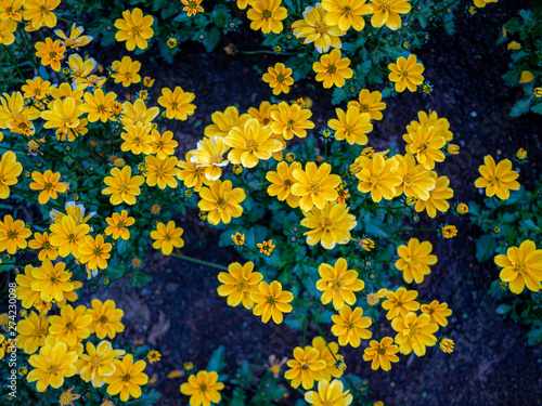 Top down view on yellow flowers with green leaves