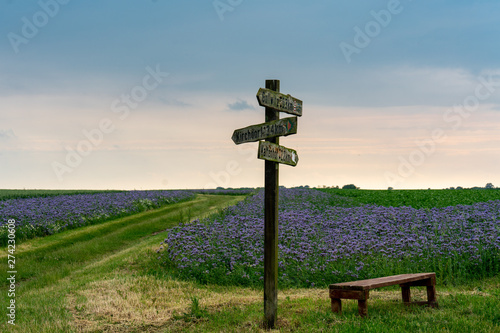 Wooden old sign post in a field of blue blooming flowers