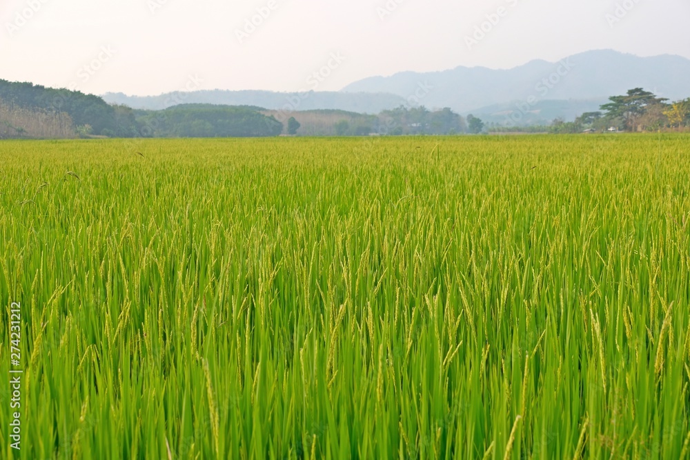 Shot of rice field turning yellow as reaching its full-grown stage. Shot of rice field turning yellow as reaching its full-grown stage.