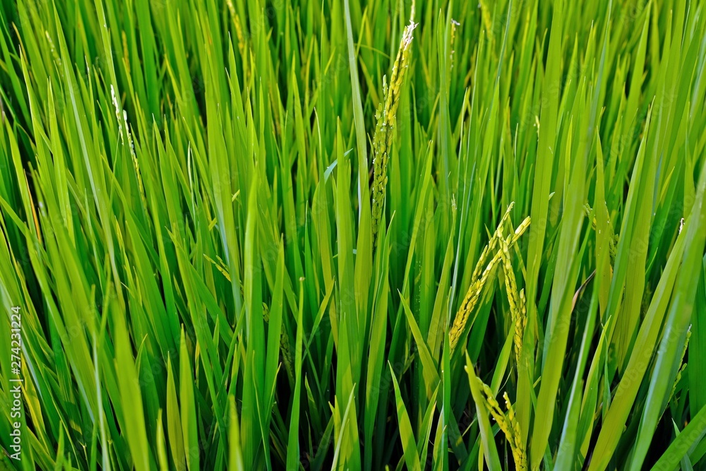 Close-up of rice field turning yellow as reaching its full-grown stage. Close-up of rice field turning yellow as reaching its full-grown stage.