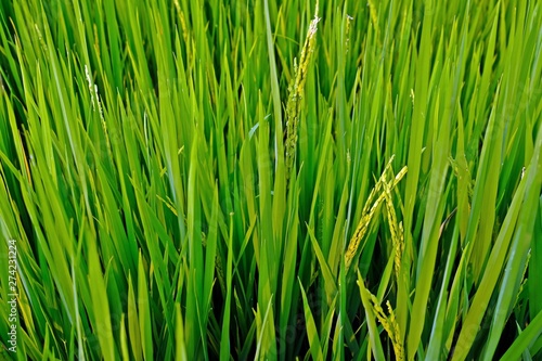Close-up of rice field turning yellow as reaching its full-grown stage.