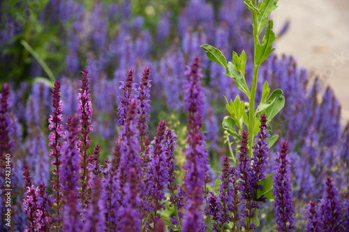 blue flowers in a garden