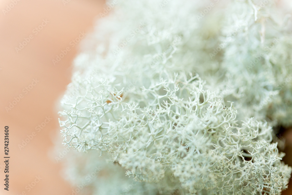 nature, environment and botany - close up of reindeer lichen moss - obrazy, fototapety, plakaty 