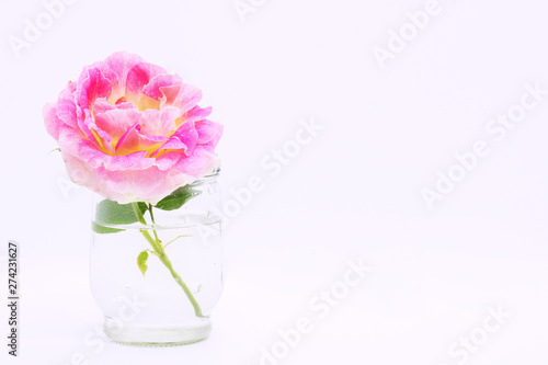 flower in a glass vase, roses close-up on a white background in a vase, postcard for a holiday, beautiful flowers, a place for text