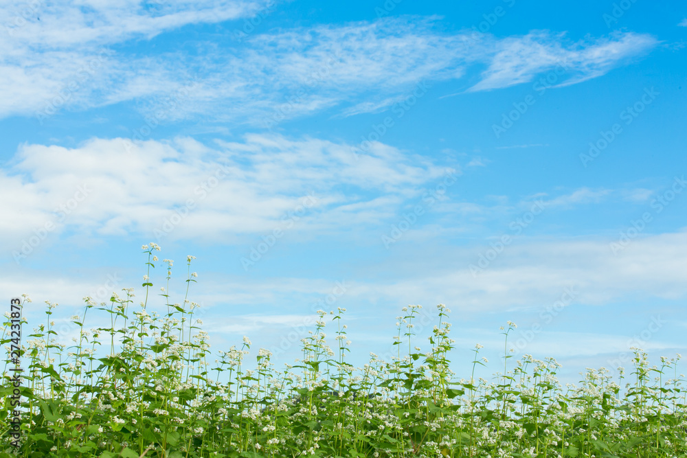 Fototapeta premium 蕎麦の花