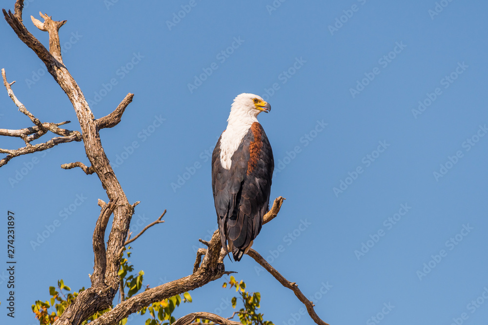 African fish eagle on a dead tree branch African fish eagle on a dead tree branch