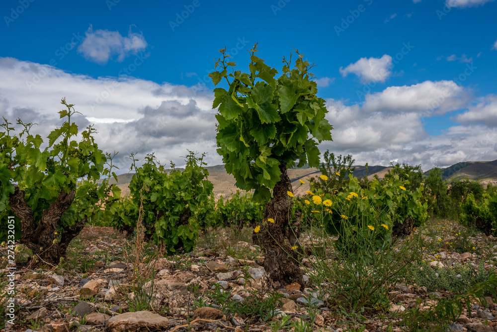 closeup of a grapevine tree in Spain, during a spring day with some yellow flowers and a big blue sky with clouds - Image