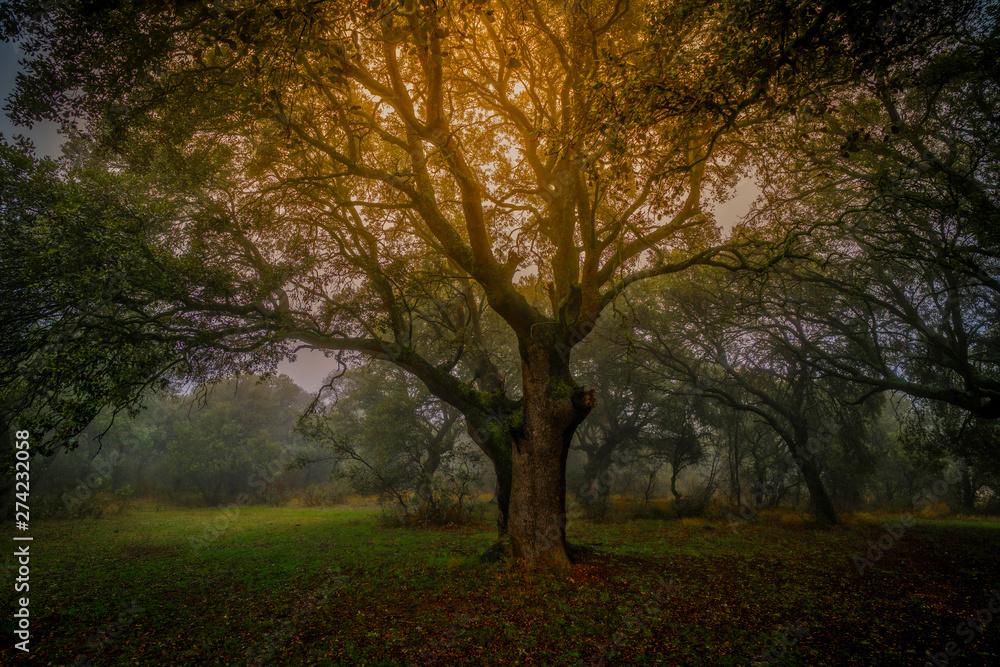 Image of an ancient tree in the forest during a foggy day with a smooth sun light