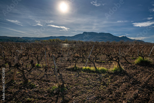 Panoramic view of a vineyard in Spain with a cloudy blue sky during the winter- Imageith a cloudy blue sky - Image