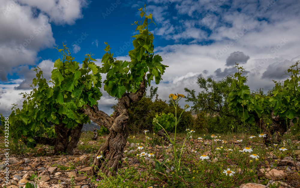 closeup of a grapevine tree in Spain, during a spring day with some yellow flowers and a big blue sky with clouds - Image closeup of a grapevine tree in Spain, during a spring day with some yellow flowers and a big blue sky with clouds - Image
