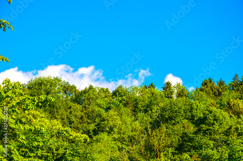 blue sky with tree and parachute