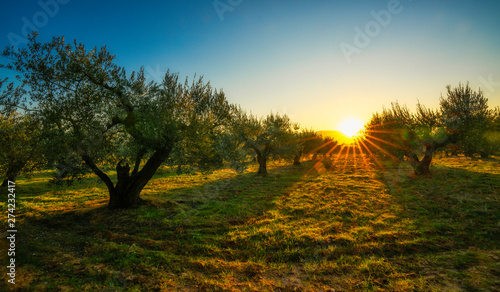 sunset picture on an olive trees field with sun flares during a sunny autumn day in Spain - Image