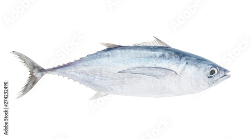 Raw albacore tuna fish isolated on white photo