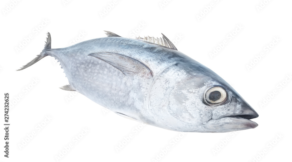 Obraz premium Fresh longfin tuna fish isolated on white background