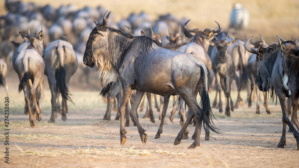 Fototapeta premium Wildebeest herd in the Masai Mara