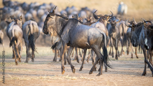 Wildebeest herd in the Masai Mara