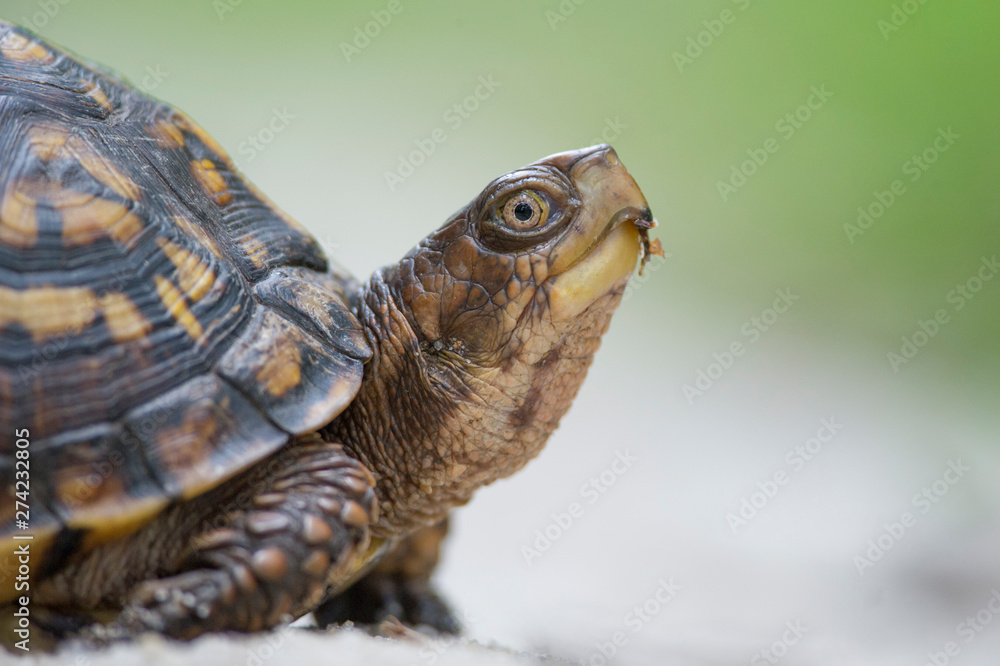 A close up photo of an Eastern Box Turtle with its textured skin with a smooth green and white background. A close up photo of an Eastern Box Turtle with its textured skin with a smooth green and white background.