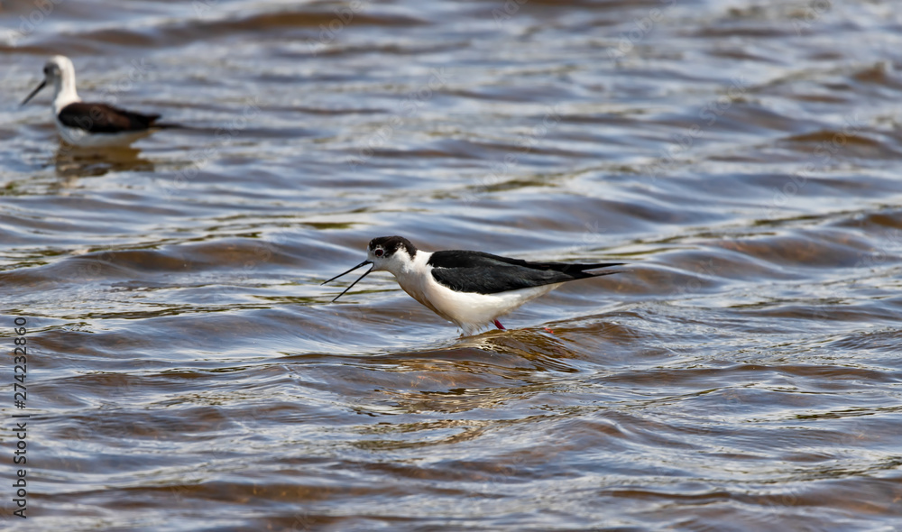 A small steppe Sandpiper with red legs walks on a small pond A small steppe Sandpiper with red legs walks on a small pond