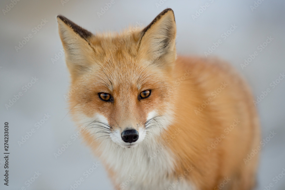 A close up portrait of a Red Fox in sfot light with a light white background and its orange fur standing out. A close up portrait of a Red Fox in sfot light with a light white background and its orange fur standing out.