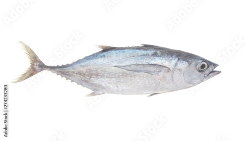 Raw albacore tuna fish isolated on white