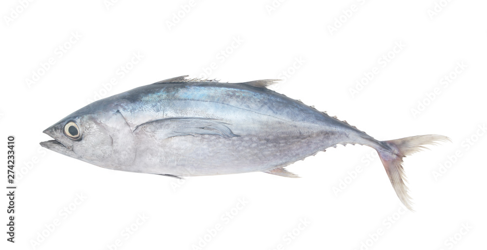 Longfin tuna fish isolated on white background