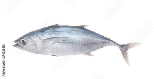 Longfin tuna fish isolated on white background