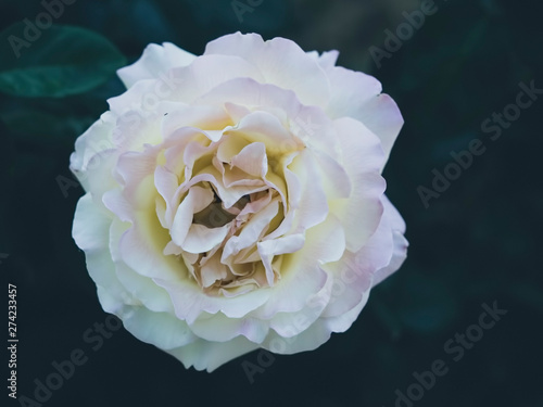 Beautiful rose Bush