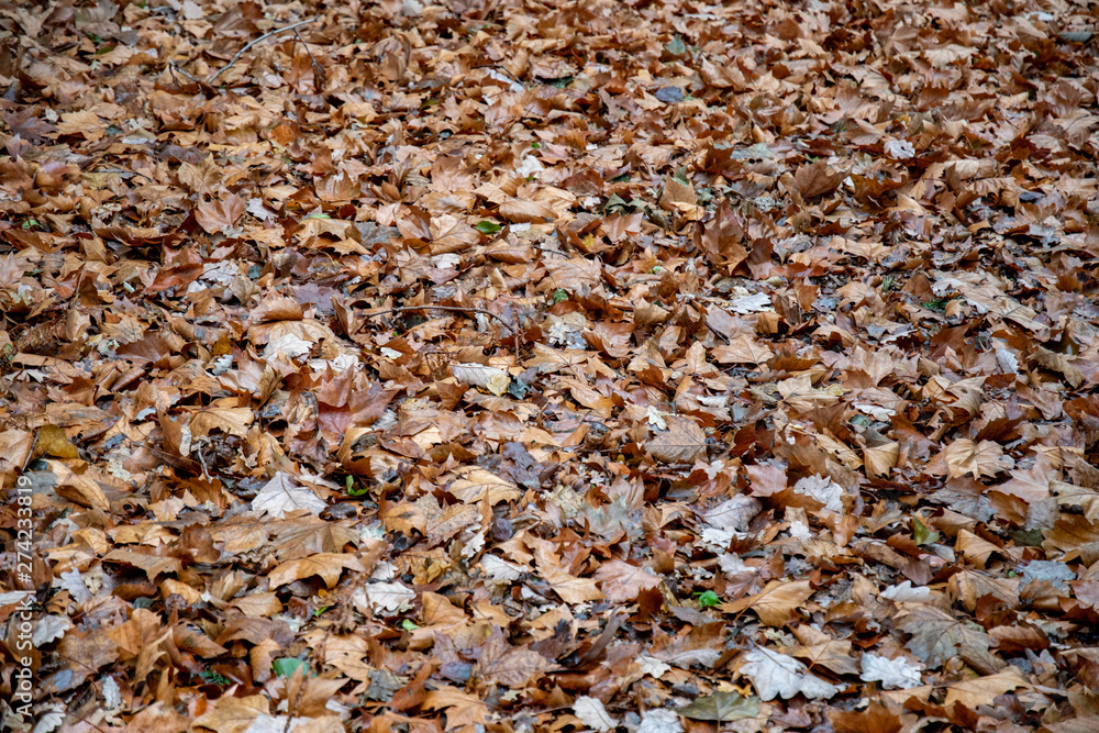 Fall leaves are covering ground like a natural carpet. Wet autumn leaf texture. Brown, orange and yellow foliage background. Fallen leaves from deciduous trees. Fall leaves are covering ground like a natural carpet. Wet autumn leaf texture. Brown, orange and yellow foliage background. Fallen leaves from deciduous trees.