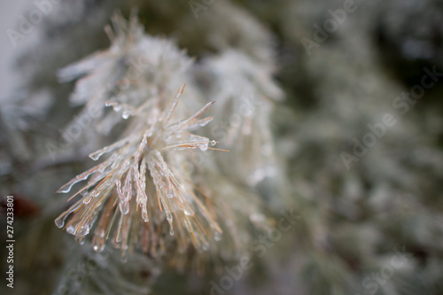 A branch of brown pine needles encased in ice on a cold winter day.