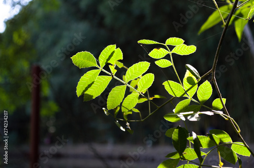 detail of leaves of green trees against sunlight  concept of life