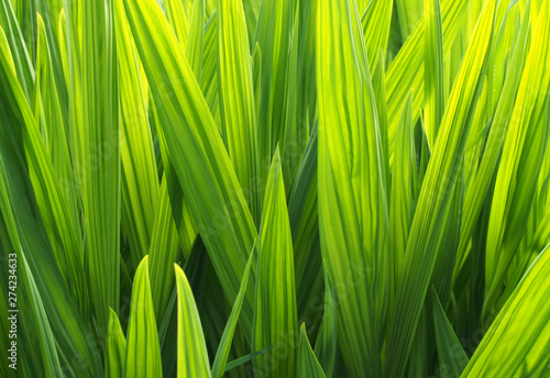 a full frame bright vibrant green glowing sunlit iris leaf nature background