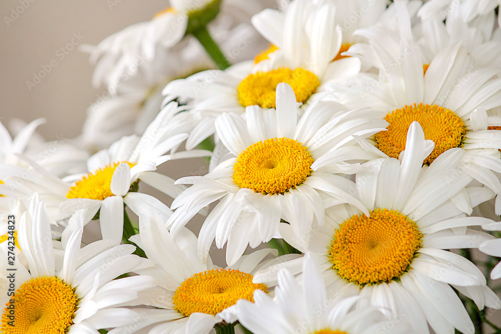 Obraz premium A bouquet of daisies on a white background. Spring or summer flowers. The concept of landscape design. Natural texture, selective focus, close-up.