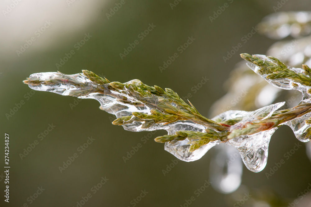 A bright green branch encased in ice with water drops and a smooth green background. A bright green branch encased in ice with water drops and a smooth green background.