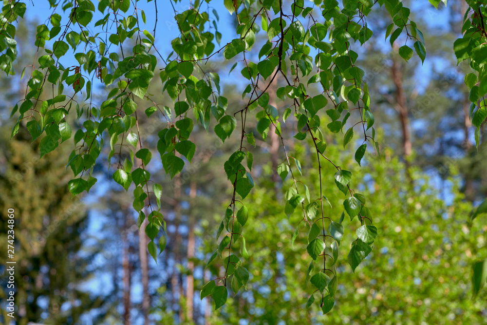 Fototapeta premium Birch branch