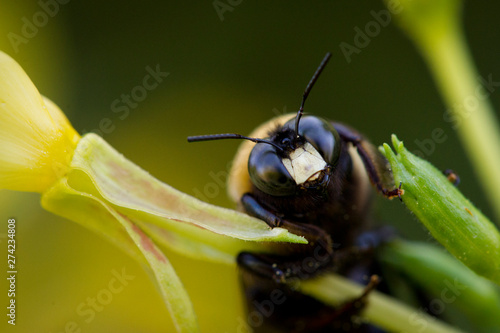 A close up detailed photo of the head of a bee with its antennae standing out with green and yellow plants.