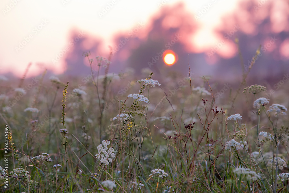 wildflowers in the early morning