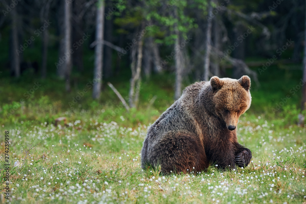 Big brown bear (Ursus arctos) in the forest Big brown bear (Ursus arctos) in the forest