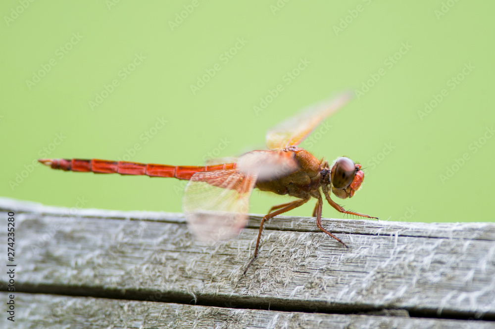 A close of a bright orange dragonfly perched on a wood fence in soft overcast light with a smooth green background. A close of a bright orange dragonfly perched on a wood fence in soft overcast light with a smooth green background.