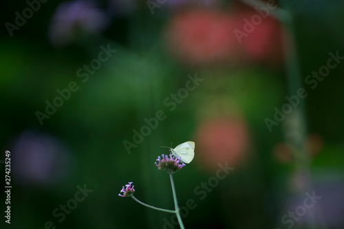 A small white butterfly on a small purple flower with a colorful green and red out of focus background. photo