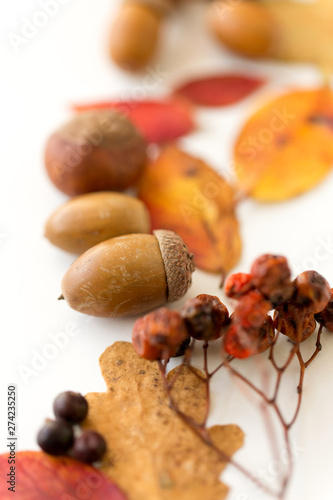 nature  season and botany concept - close up of acorns  rowanberries and dry fallen autumn leaves on white background